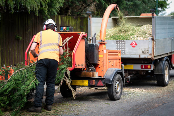 Residential Tree Removal